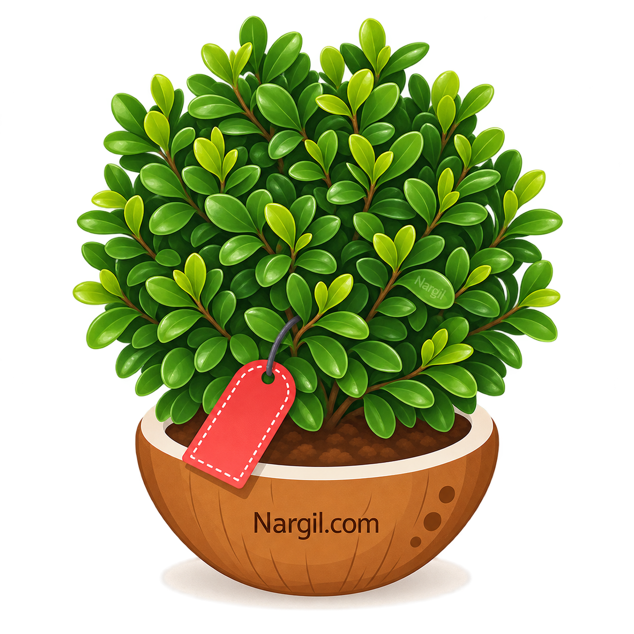 Nargil_Buxus sempervirens
